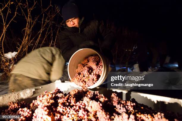 icewine grape harvesting - okanagan vineyard stock pictures, royalty-free photos & images