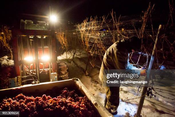 icewine grape harvesting - okanagan vineyard stock pictures, royalty-free photos & images