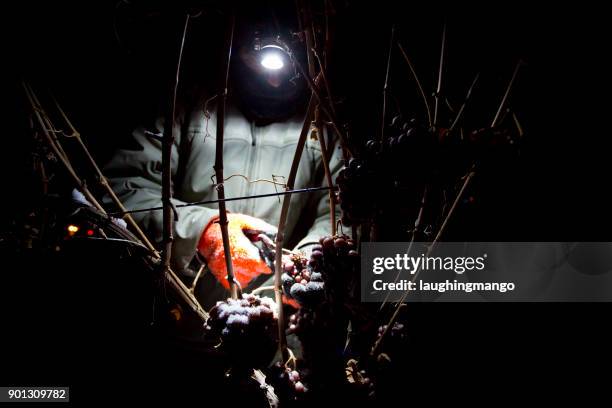 icewine grape harvesting - okanagan vineyard stock pictures, royalty-free photos & images