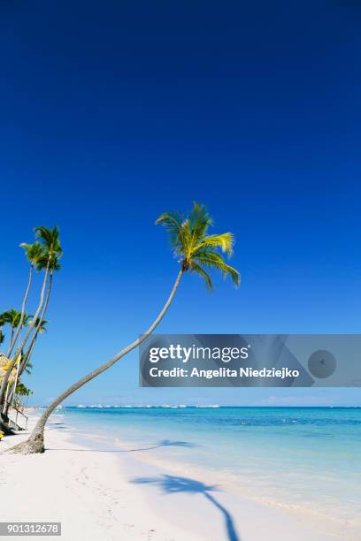 palm trees on a tropical beach of the caribbean sea. - punta cana stock pictures, royalty-free photos & images