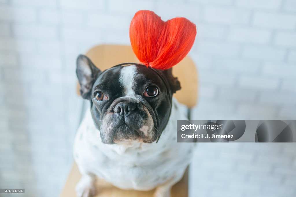 Portrait of french bulldog with heart diadem
