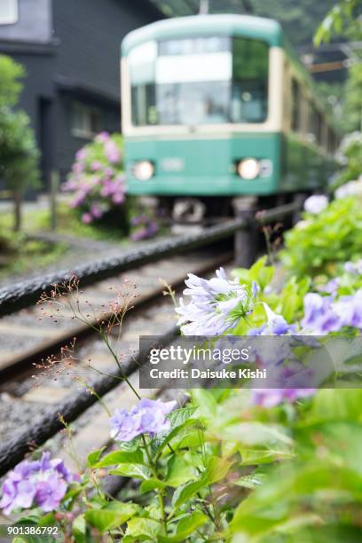 hydrangea beside the railroad track of enoden - kanagawa prefecture stock pictures, royalty-free photos & images