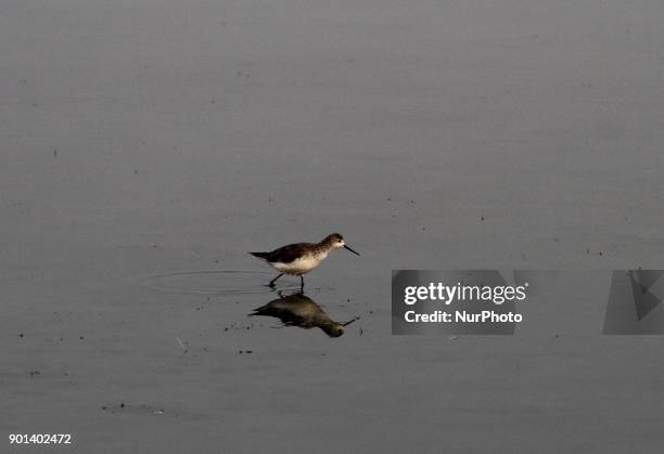 Migratory birds are seen at the Nalabana bird sanctuary inside the Chilika Lagoon above 100 km away from the eastern Indian state Odisha's capital...