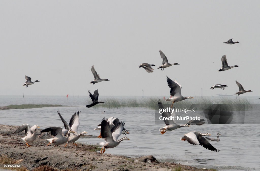 Migratory Birds Census