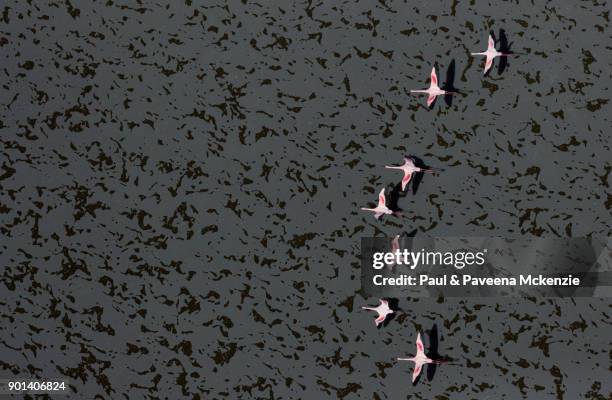 aerial view of lesser flamingos flying over lake surface made up up of evaporating sodium compounds - lago natron foto e immagini stock