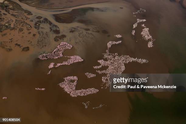 aerial view of lesser flamingos grouped tightly together - lake bogoria stock pictures, royalty-free photos & images