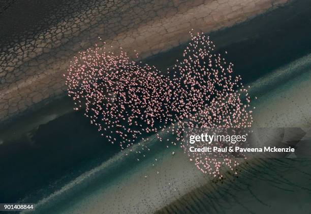 aerial view of lesser flamingos flying over shallow water lake beside lakeshore - lago natron foto e immagini stock