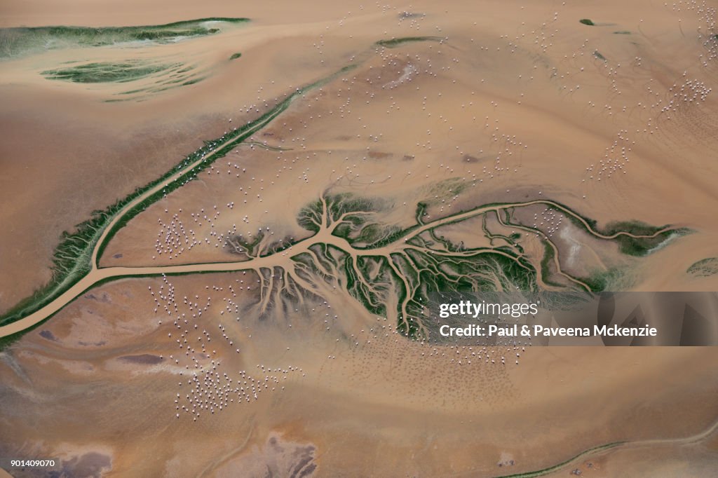 Aerial view of Lesser Flamingos feeding on shallow water river delta