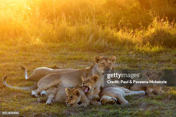 lioness and cubs relaxing at sunset - löwenrudel stock-fotos und bilder