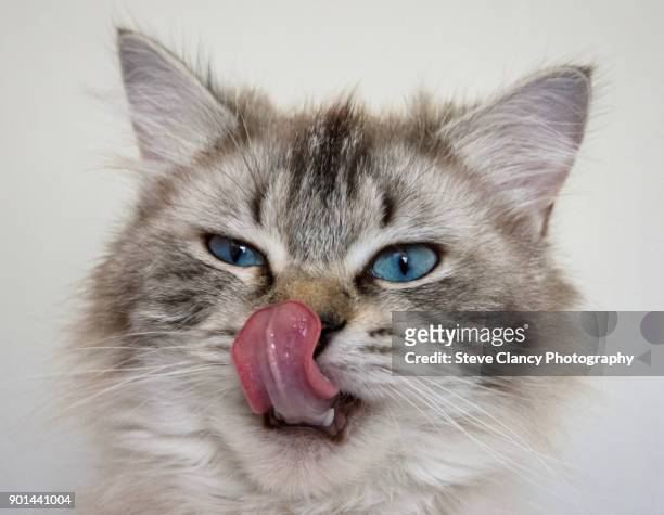 blue eyes - cat sticking out tongue stock pictures, royalty-free photos & images