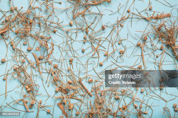 chinese medicine buerger pipewort flower flos eriocauli studio shot - flos eriocauli stock pictures, royalty-free photos & images