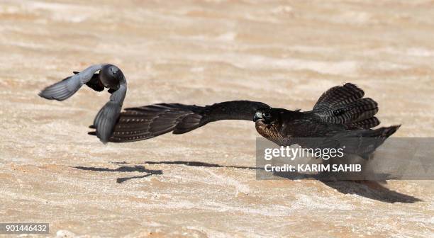 Falcon hunts a bustard bird in the Liwa desert, some 250 kilometres west of the Gulf Emirate of Abu Dhabi, during the Liwa 2018 Moreeb Dune Festival...