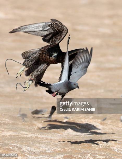 Falcon hunts a bustard bird in the Liwa desert, some 250 kilometres west of the Gulf Emirate of Abu Dhabi, during the Liwa 2018 Moreeb Dune Festival...