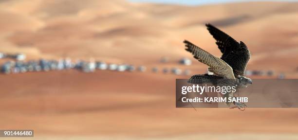 Falcon flies over the Liwa desert, some 250 kilometres west of the Gulf Emirate of Abu Dhabi, during the Liwa 2018 Moreeb Dune Festival on January 5,...