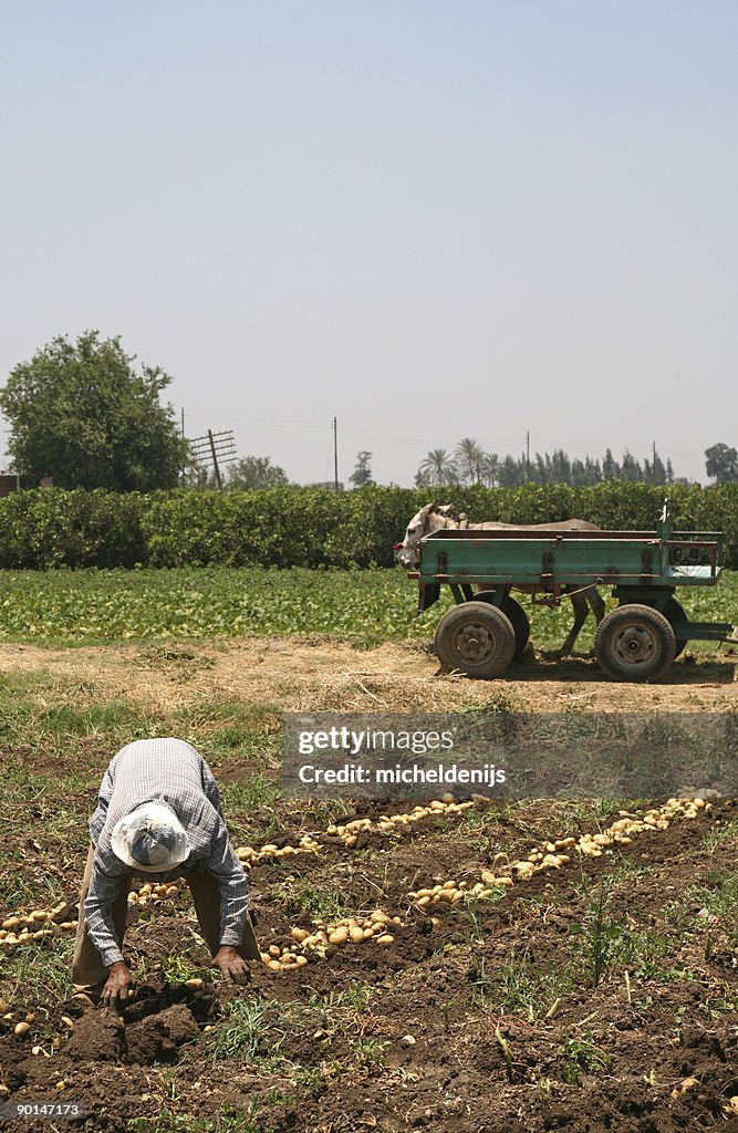 African Man Harvesting Potatoes