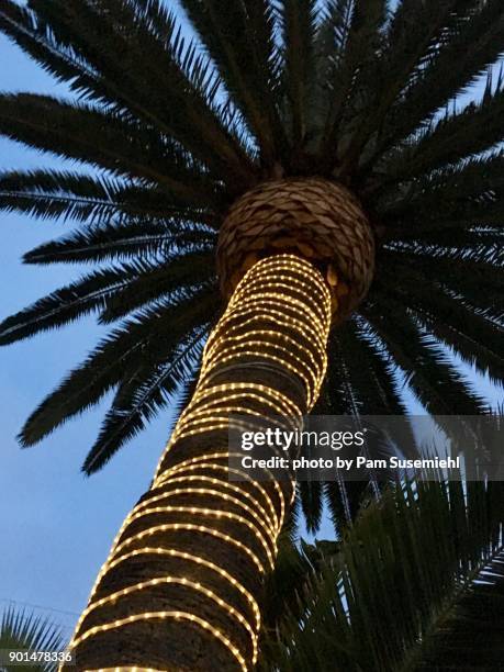 christmas light wrapped palm tree at dusk, venice beach, ca - christmas palm tree stock-fotos und bilder