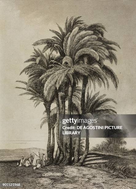Palm grove, Egypt, engraving by Lemaitre from Egypte depuis la conquete des Arabes jusque a la domination francaise, by Marcel, L'Univers...