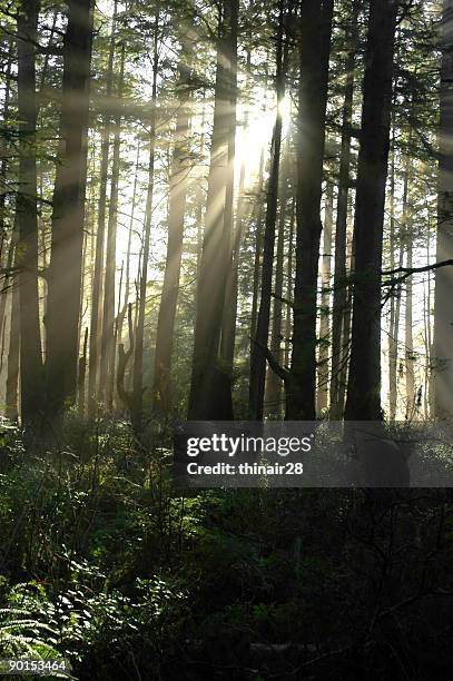 mythical forest - forestry industry stock pictures, royalty-free photos & images