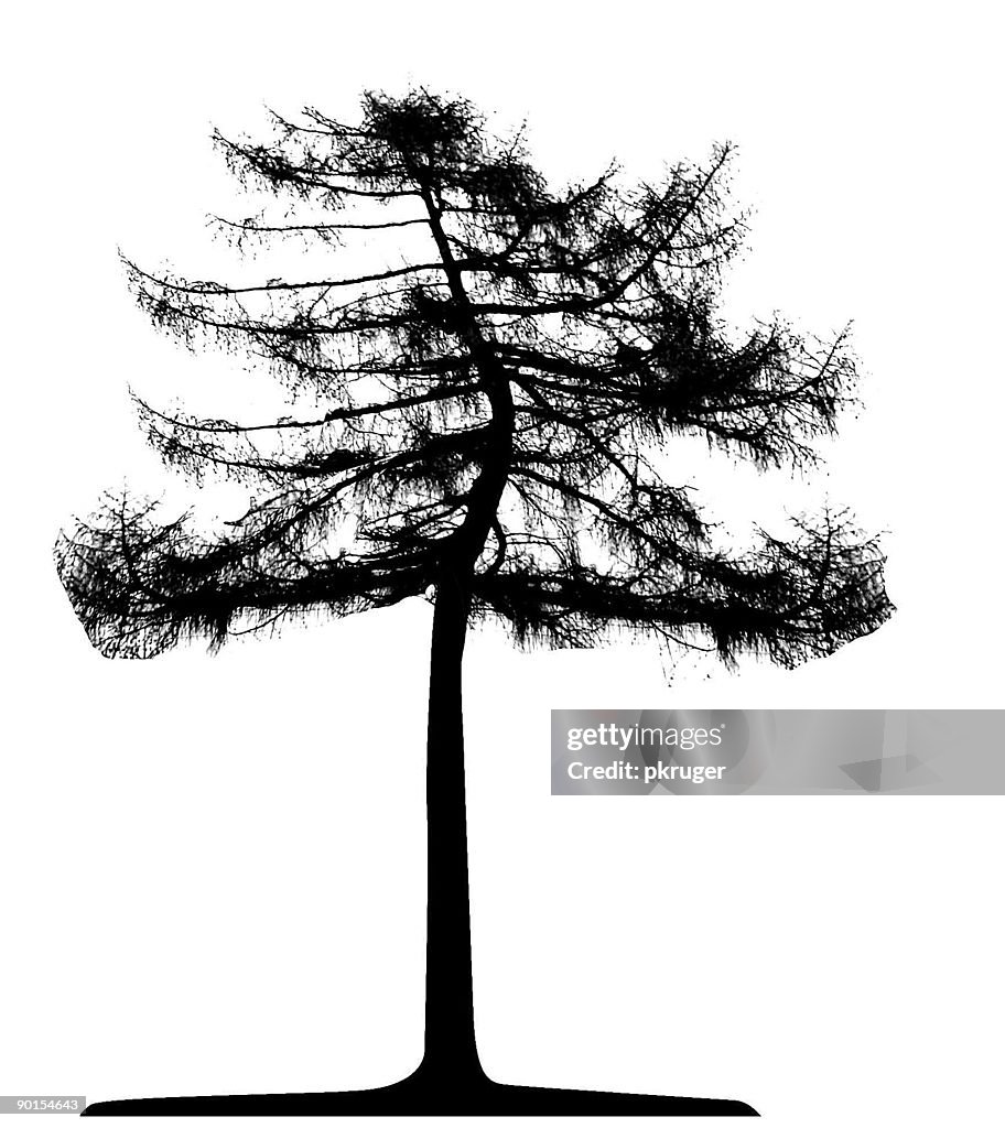Vector Tree Isolated High-Res Vector Graphic - Getty Images