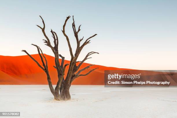 deadvlei sentinal, namibia - désert du namib photos et images de collection