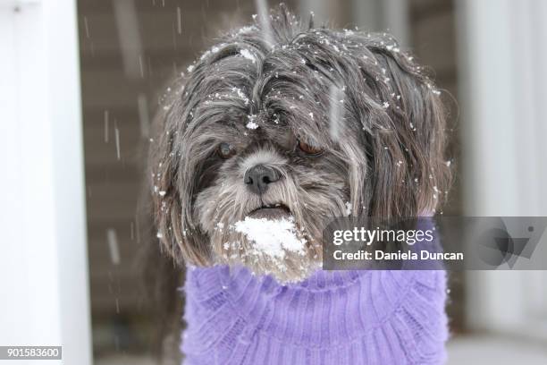 shih tzu watching the snow not impressed - sweater weather stock pictures, royalty-free photos & images