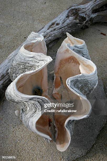 High Pitched Shell Shell Cove Photos and Premium High Res Pictures - Getty Images