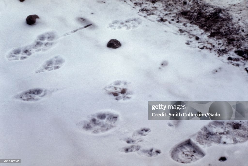 Coyote And Rabbit Tracks