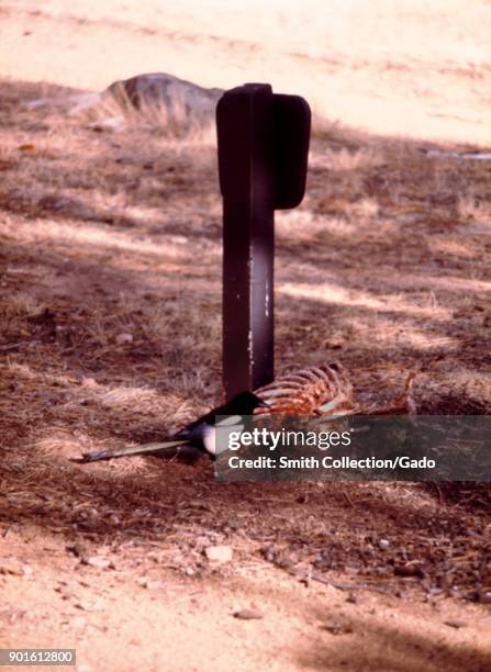 Black-billed magpie, feeding on a deer carcass, during a plague and tick fever study, Estes Park, Colorado, 1975. Image courtesy Centers for Disease...