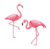 Two flamingos isolated on white background. Vector illustration.