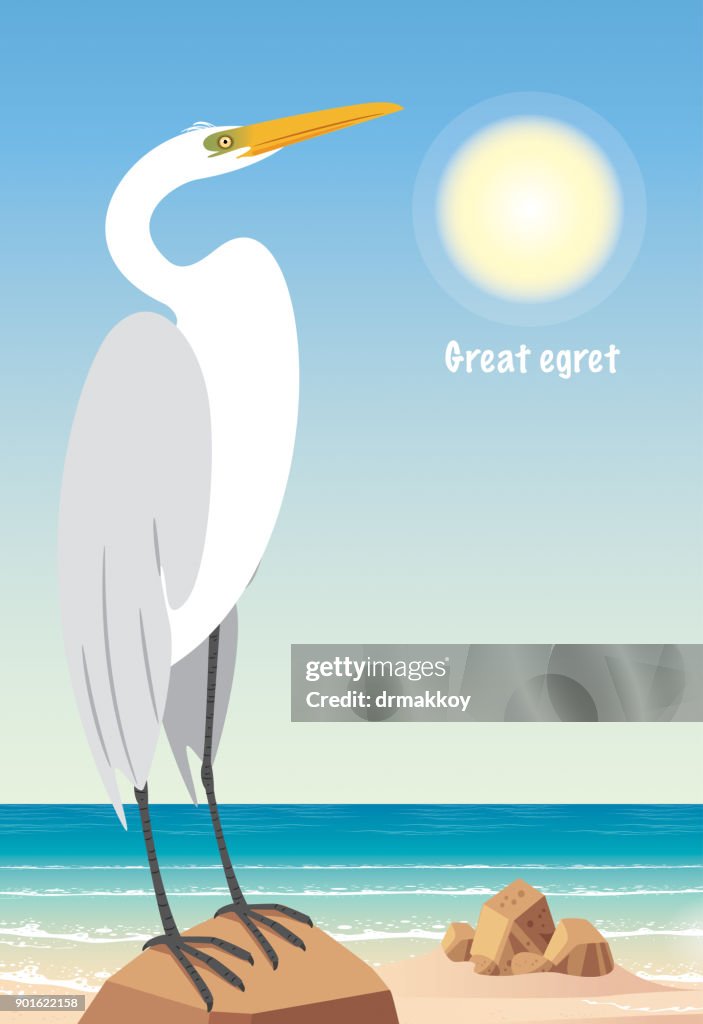 Gread egret