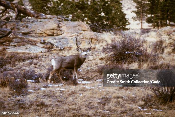 Mule deer buck, Odocoileus hemionus in the opening, plague and tick fever study, Estes Park, Colorado, 1975. Image courtesy Centers for Disease...