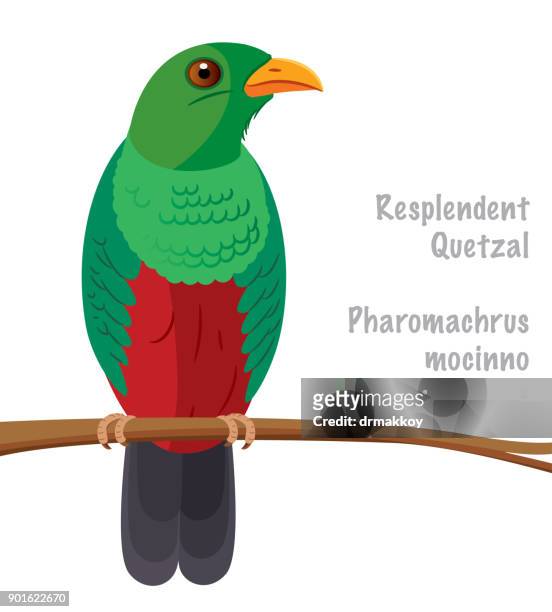 stockillustraties, clipart, cartoons en iconen met quetzal (vogel) (pharomachrus mocinno) - quetzal