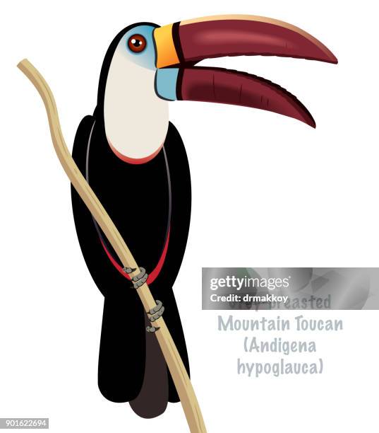 bildbanksillustrationer, clip art samt tecknat material och ikoner med grey mountain toucan - delstaten amazonas venezuela