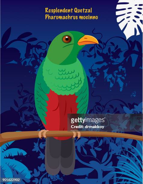 stockillustraties, clipart, cartoons en iconen met quetzal (vogel) (pharomachrus mocinno) - quetzal