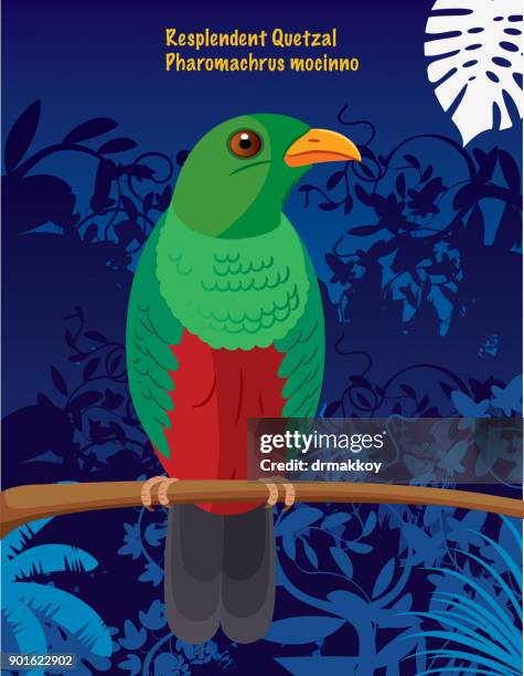 resplendent quetzal (pharomachrus mocinno) - resplendent quetzal stock illustrations