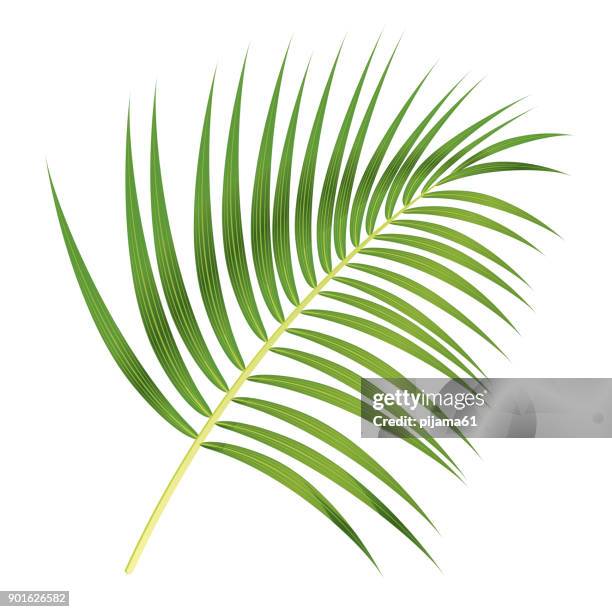 palm leaf - coconut leaf stock-grafiken, -clipart, -cartoons und -symbole