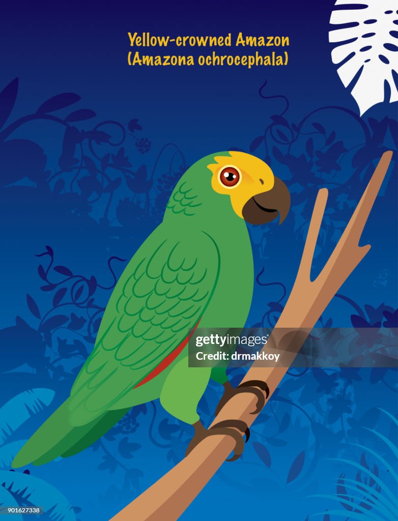 Yellow-crowned Amazon (Amazona ochrocephala)
