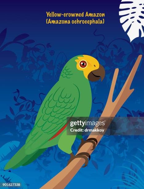 yellow-crowned amazon (amazona ochrocephala) - amazona ochrocephala stock illustrations