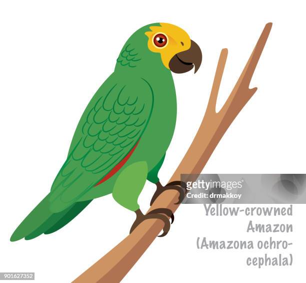 黃冠亞馬遜 (amazona 黃花) - parrot 幅插畫檔、美工圖案、卡通及圖標