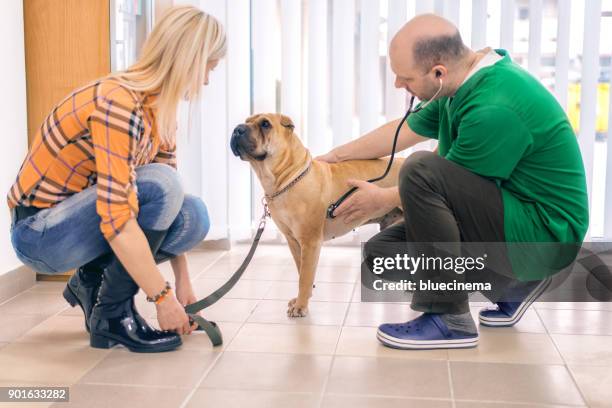 veterinari che esaminano un cane - shar pei foto e immagini stock