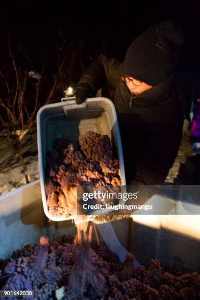 icewine grape harvesting - okanagan vineyard stock pictures, royalty-free photos & images