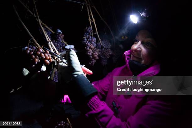 icewine grape harvesting - okanagan vineyard stock pictures, royalty-free photos & images