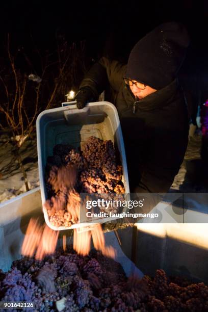 icewine grape harvesting - okanagan vineyard stock pictures, royalty-free photos & images