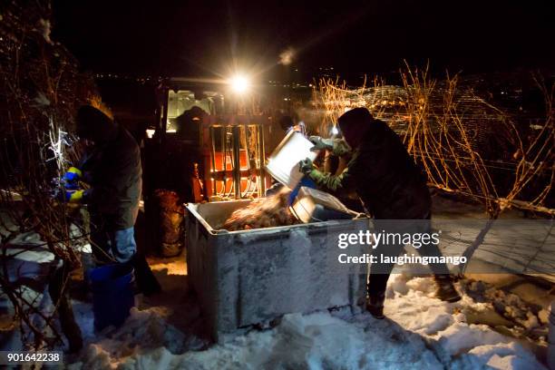 icewine grape harvesting - okanagan vineyard stock pictures, royalty-free photos & images