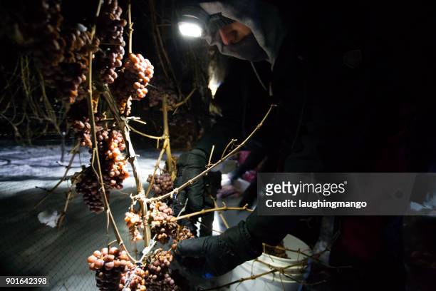 icewine grape harvesting - okanagan vineyard stock pictures, royalty-free photos & images
