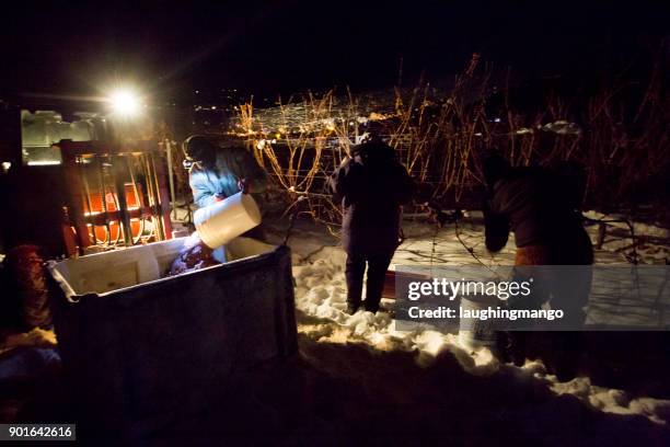 icewine grape harvesting - okanagan vineyard stock pictures, royalty-free photos & images