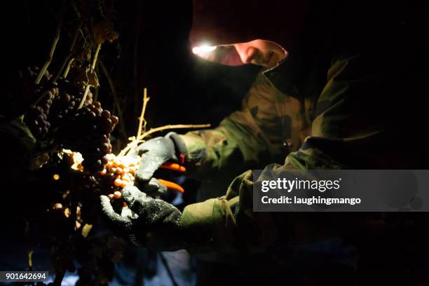 icewine grape harvesting - okanagan vineyard stock pictures, royalty-free photos & images