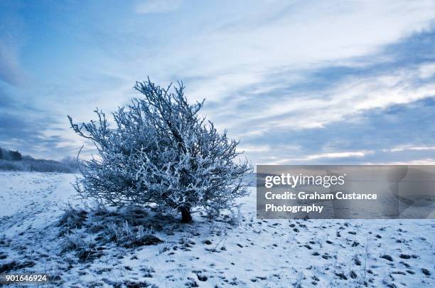 white landscapes - チルターンヒルズ ストックフォトと画像