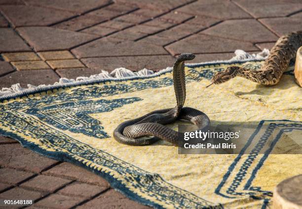 cobra dancing in djemaa el fna square, marrakech, morocco - vipera aspis stock pictures, royalty-free photos & images