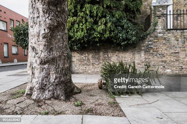 Discarded Christmas tree lies in a street in Angel on January 5, 2018 in London, England. In the lead up to Christmas a pine tree is the centre point...